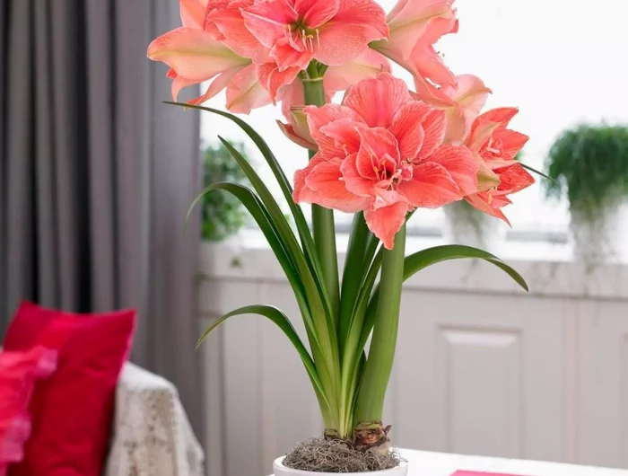 forcer les bulbes noel amaryllis rose fleuri sur table