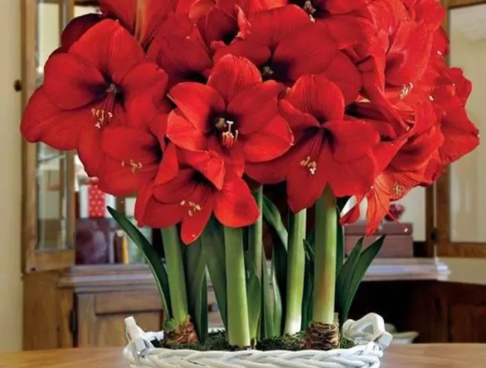 forcer les bulbes pour noel bouquet festival damaryllis rouges