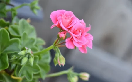 geraniums bouturage methode floraison plante fleurs roses