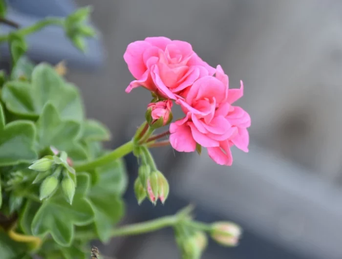 geraniums bouturage methode floraison plante fleurs roses