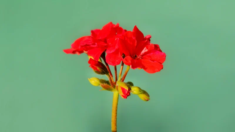 geraniums plante propagation bouturage eau et terreau
