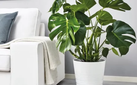 grande plante verte d'interieur facile dentretien petit monstra en pot blanc pres dun canape blanc