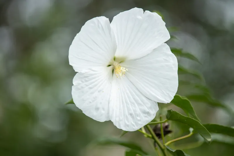 grosse fleur blanche hibiscus variete jardin culture