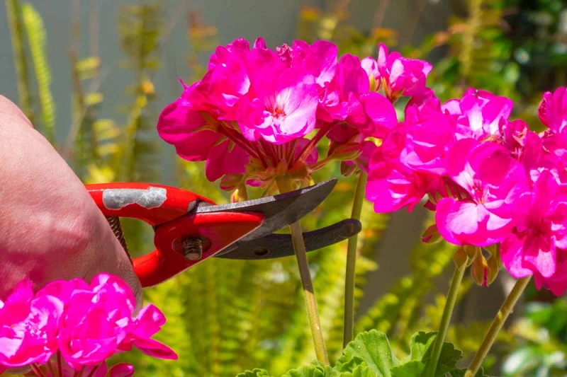 guide comment couper un geranium avant hiver secateur