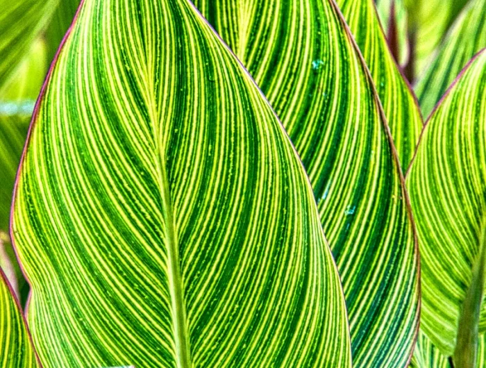 hivernage de canna feuilles vertes jpg