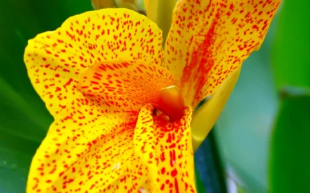 hivernage de cannas en pleine terre fleurs jaunes feuilles vertes