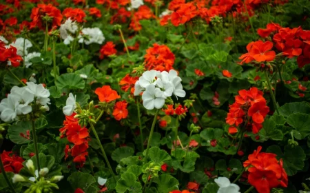 hivernage geranium en pleine terre methode fleurs tiges vertes