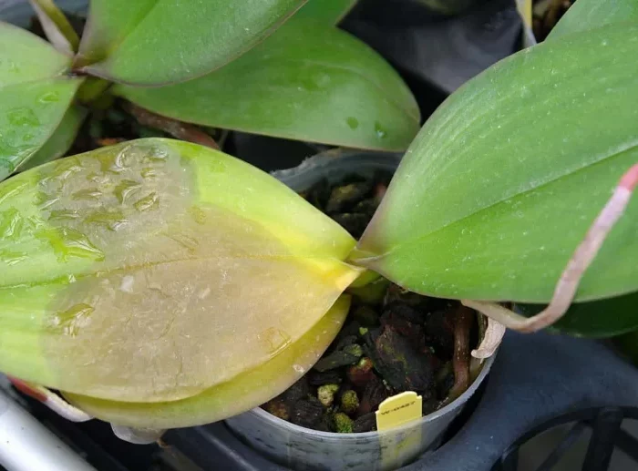 humidite environnement conditions entretien orchidee feuilles jaunissent