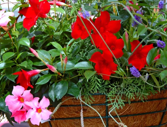 j'ai mon dipladenia qui perd ses feuilles quoi faire fleurs rouges et roses