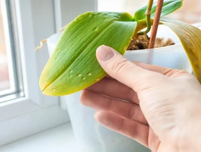 jaunissement feuillage orchidee causes solutions arrosage lumiere