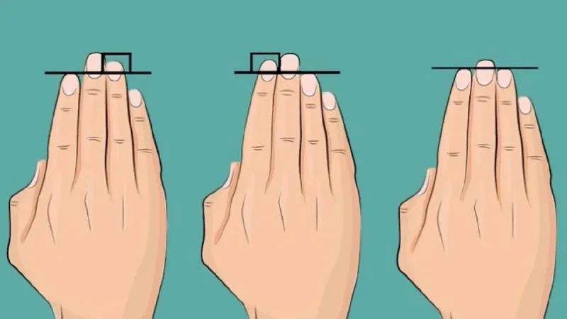 la longueur relative de vos doigts révèle de votre personnalité