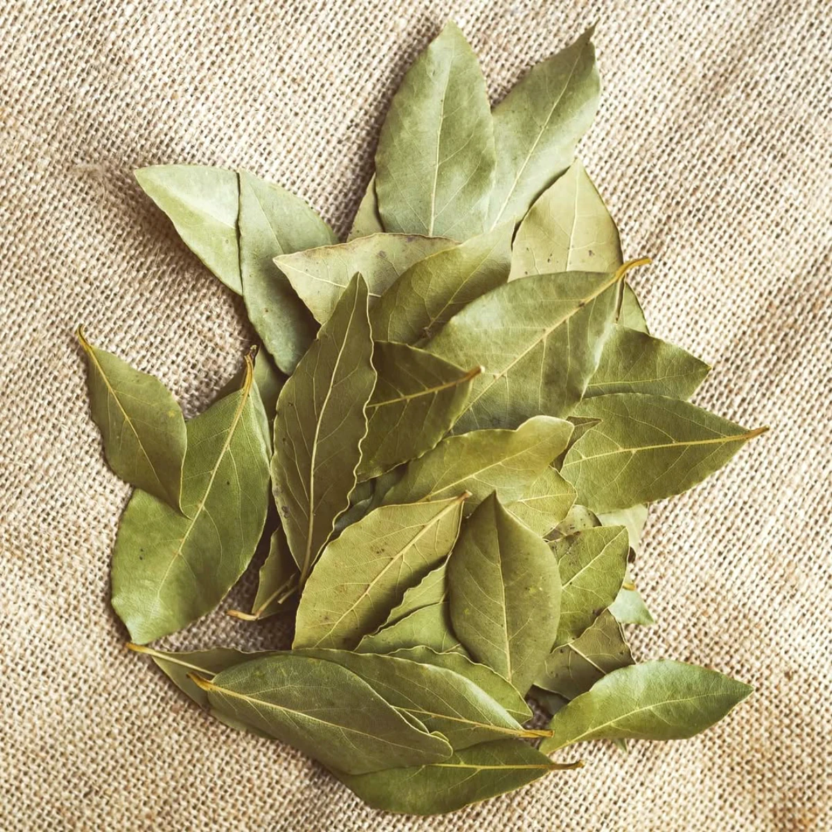 les bienfaits des feuilles de laurier