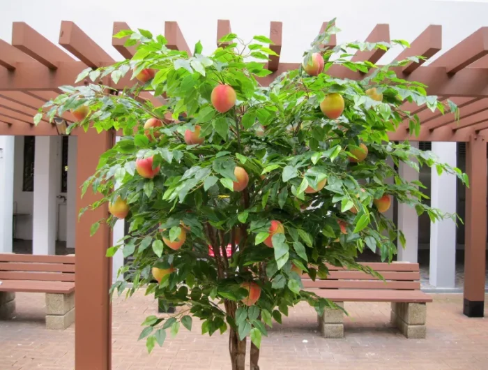 les meilleurs arbres fruitiers à planter dans une terre argileuse pecher