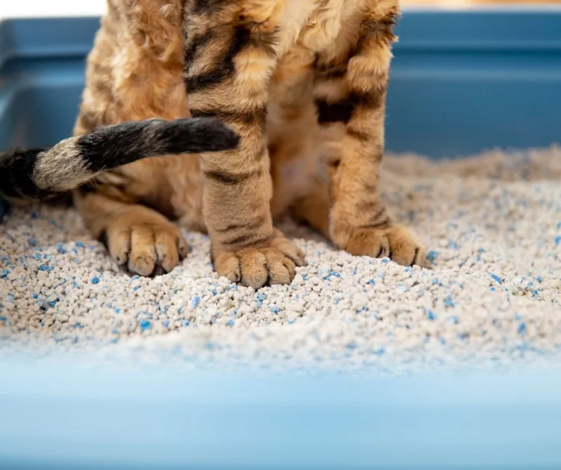 lietrie chat animaux de compagnie comment enlever l humidité dans une maison naturellement