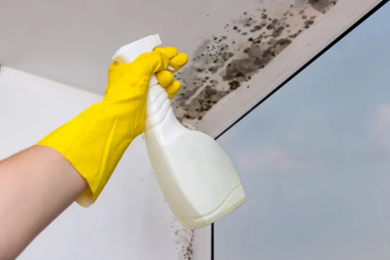 lutter contre la moisissure dans une chambre main en gant jaune pulverise moisissure
