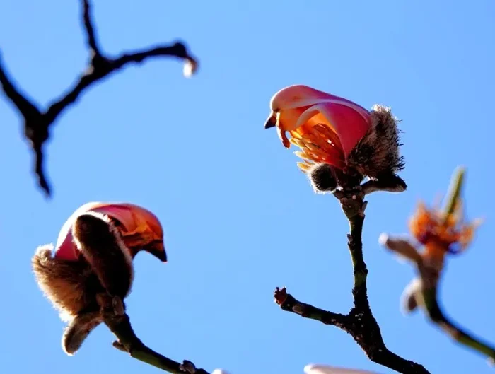 magnolia croissance rapide deux fleurs de magnolia alys ressemblant a desoiseaux