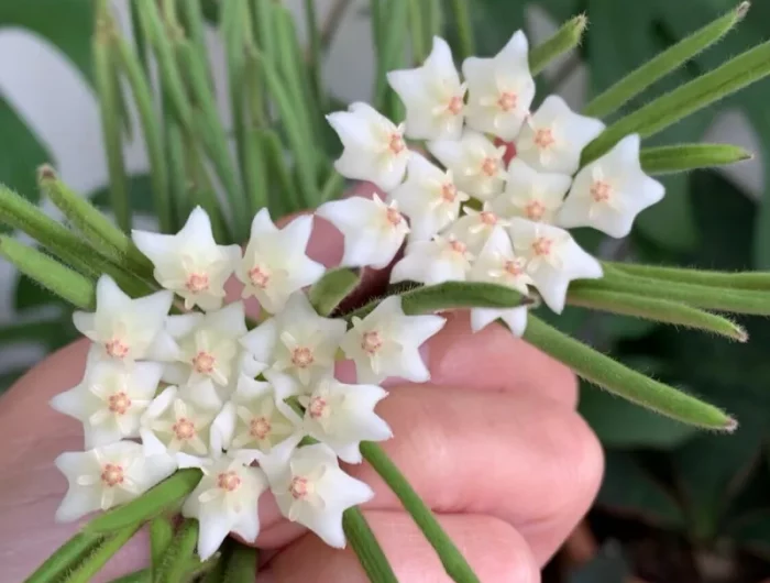 main tenant plante verte hoya linearis avec de jolies fleurs blanches