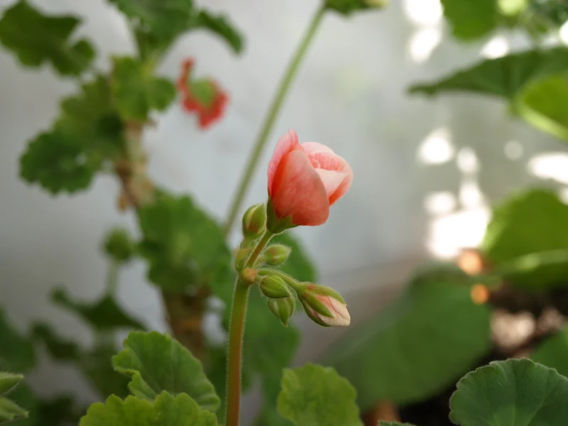 methode de propagation geranium plante feuillage floraison
