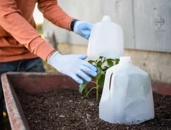 mettre des cloches de jardin réalisés dans des bouteilles en plastique pour protéger les plantes