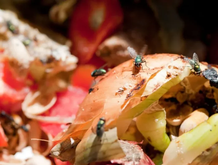 moucherons dans le compost comment éloigner les mouches facilement