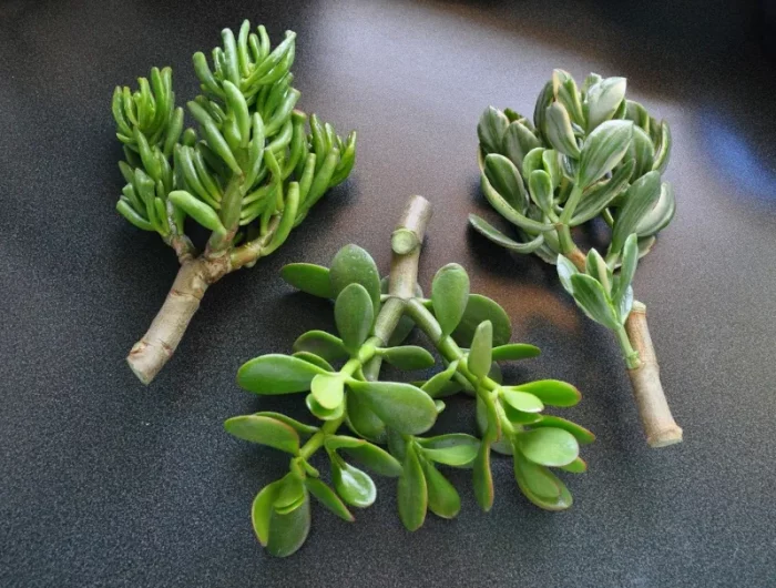 multiplication de plante de jade conseils