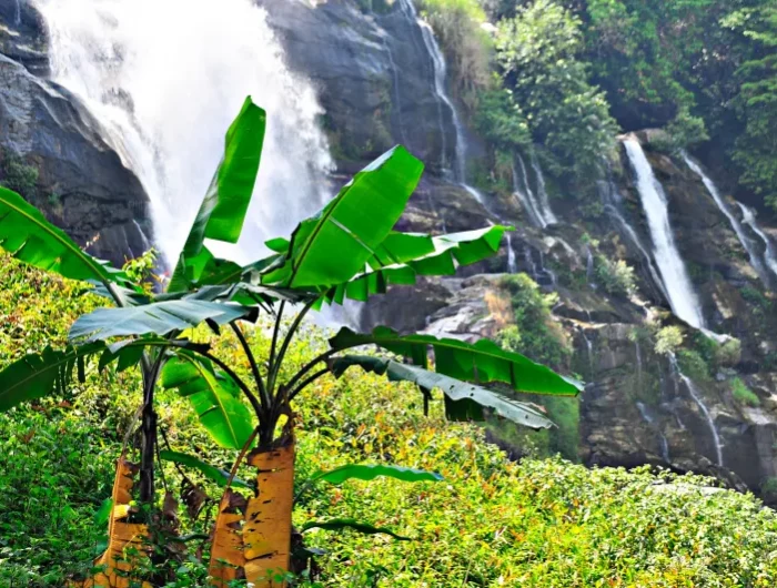 nature cascade foret bananiers feuillage tiges vegetation