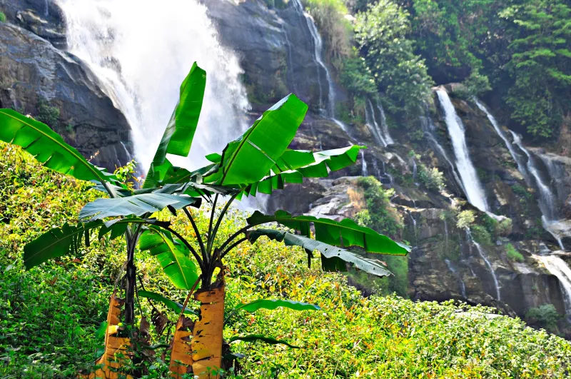 nature cascade foret bananiers feuillage tiges vegetation