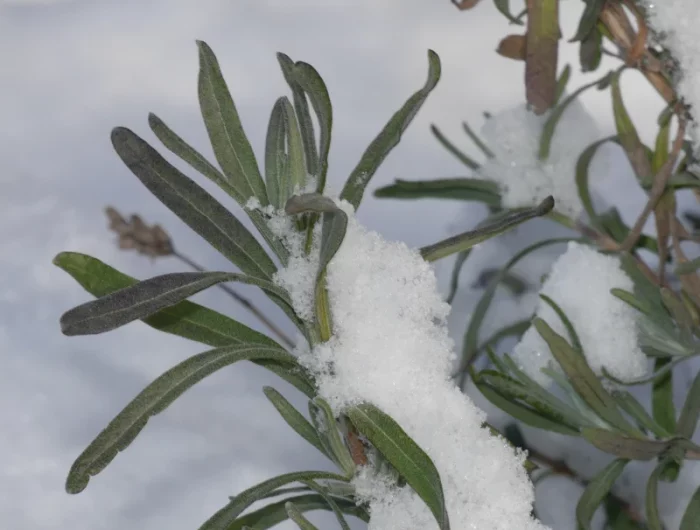 neige plante resistante gel froid lavande pleine terre