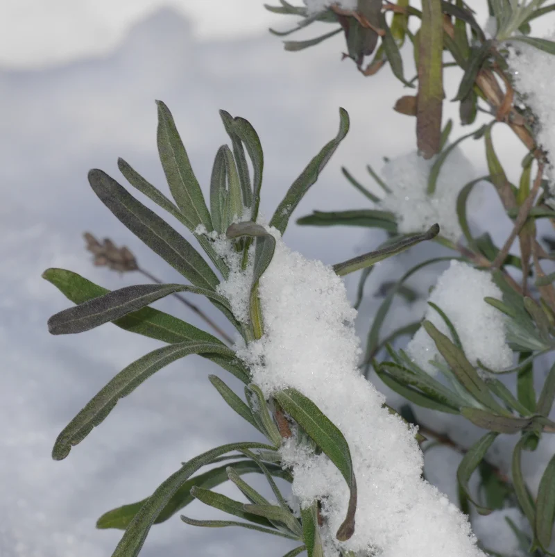 neige plante resistante gel froid lavande pleine terre