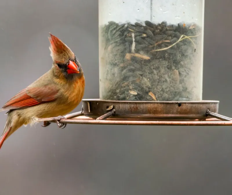 nourriture oiseaux pour mangeoire comment attirer les oiseaux dans le jardin en hiver