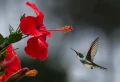 Hibiscus vivace : entretien hiver réussi en quelques étapes simples