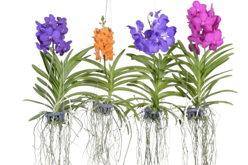 orchidees suspendus de couleurs violette orange et rose