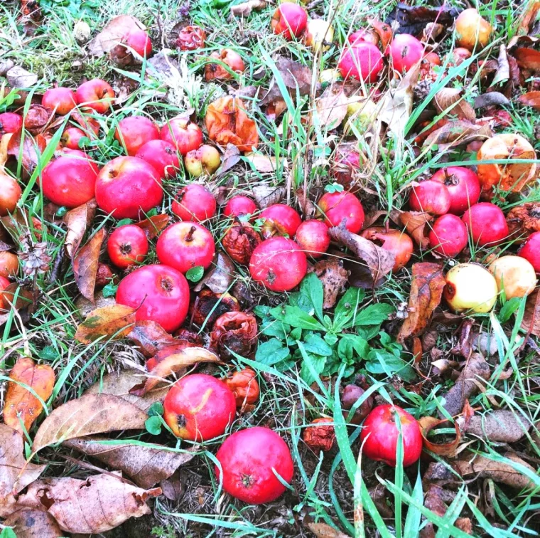 ou jeter les pommes poirries rouges sut la terre feuilles mortes