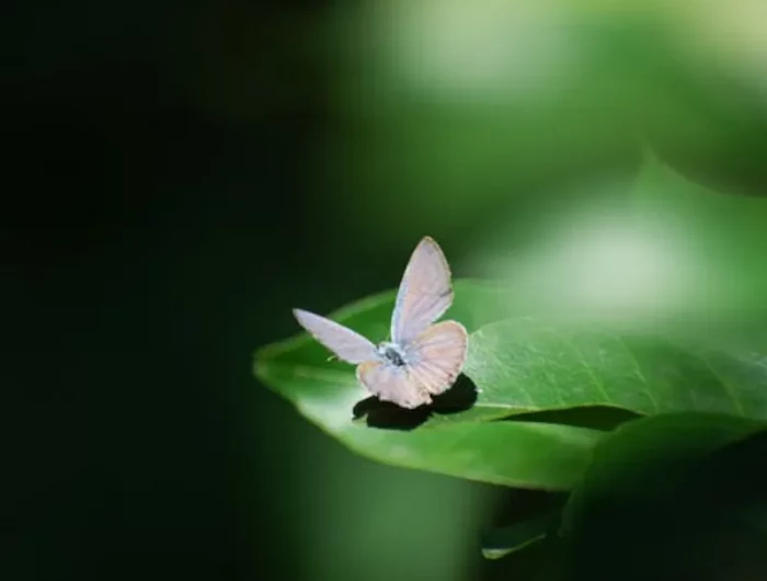 papillon blanc sur une feuille de plante verte