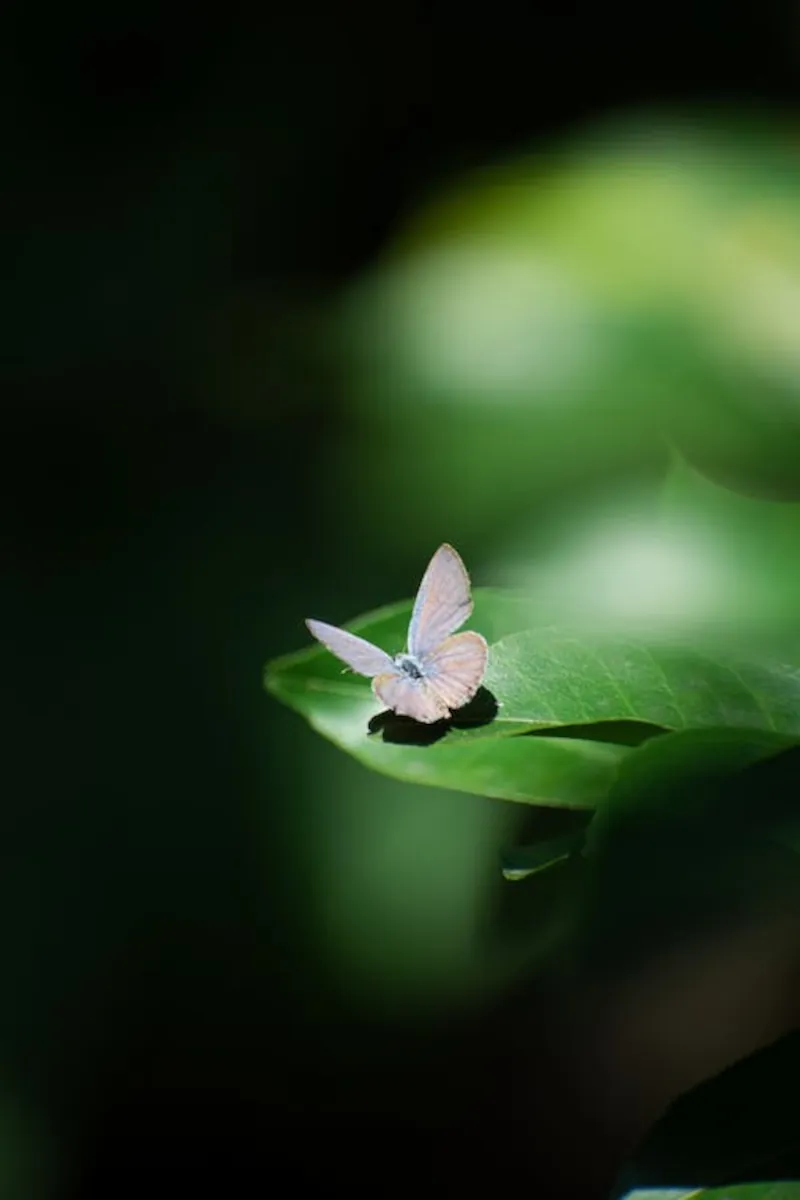 papillon blanc sur une feuille de plante verte