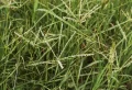 Les experts conseillent : quel est le meilleur moment pour traiter la pelouse contre les mauvaises herbes ?