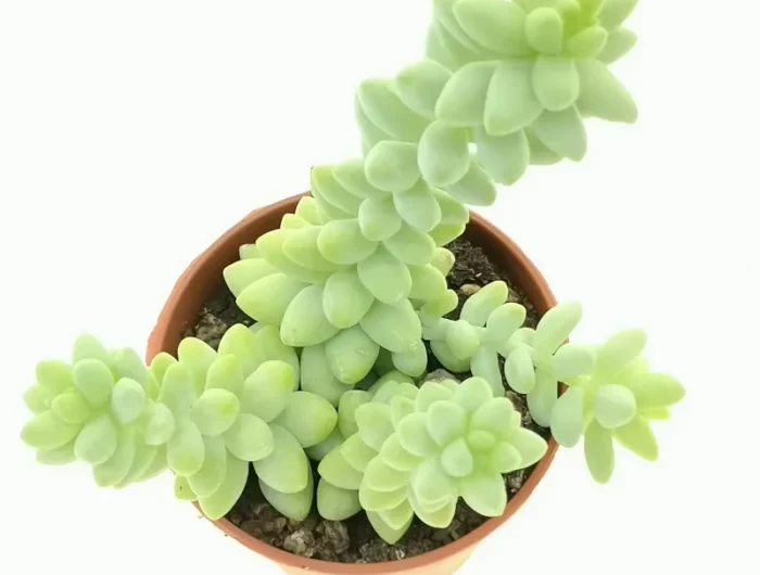 petite plante burrito de sedum dans un pot sur fond blanc