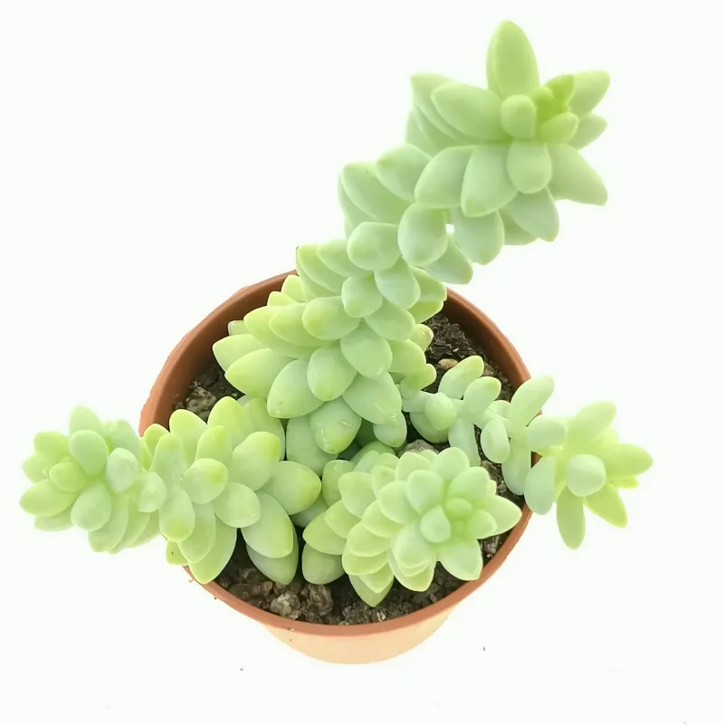petite plante burrito de sedum dans un pot sur fond blanc