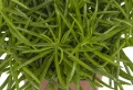 Petites plantes d’intérieur suspendues demandant peu d’arrosage : décoration vivante très tendance !