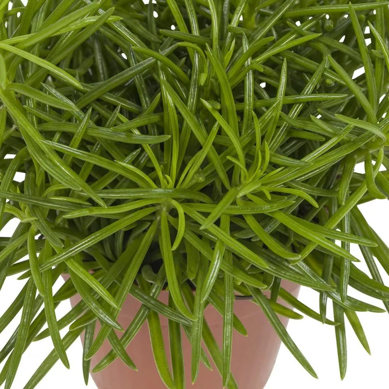 petite plante verte succulente dans un pot couleur marron sur fond blanc
