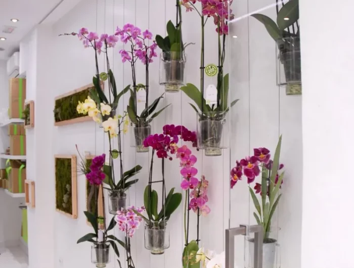 petites plantes orchidees suspendues dans un interieur blanc et quelques cadres au fond