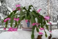 Peut-on mettre un cactus de Noël dehors ? Quel est son meilleur emplacement dans un climat froid ou chaud ?