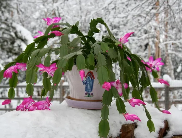 peut on mettre le cactus de noel dehors plante sur la neige