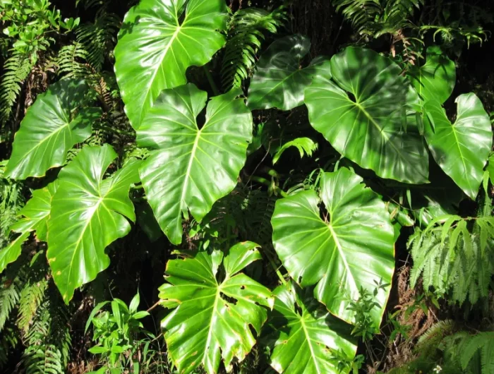 philodendron une plante avec gros feuilles verts pour chambre sombre