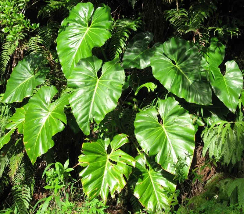 philodendron une plante avec gros feuilles verts pour chambre sombre