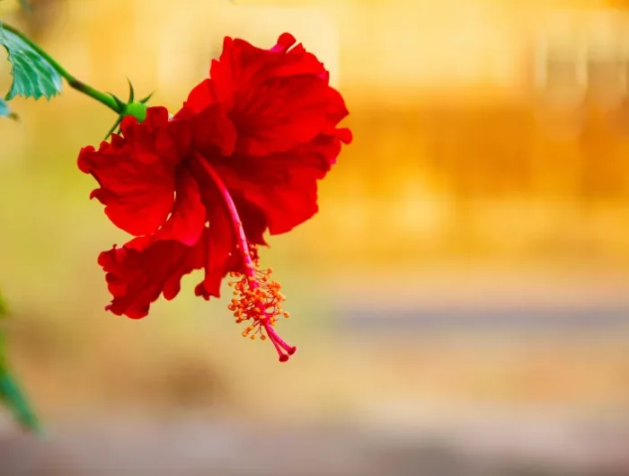 photographie plante rouge fleur grosse hibiscus jardin entretien