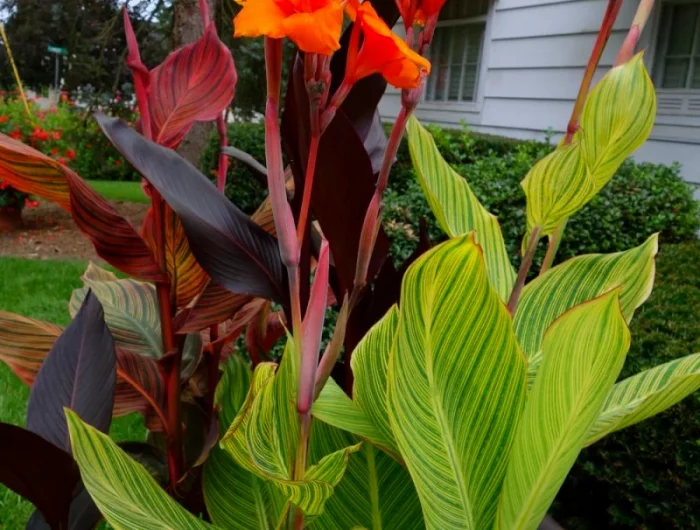plante de canna feuillage tropical vert fleurs ornages maison jardin
