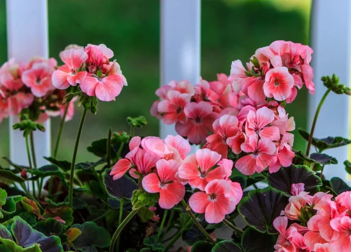 plante floraison jardiniere fleurs roses pots balcon
