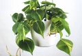 Petites plantes d’intérieur suspendues demandant peu d’arrosage : décoration vivante très tendance !