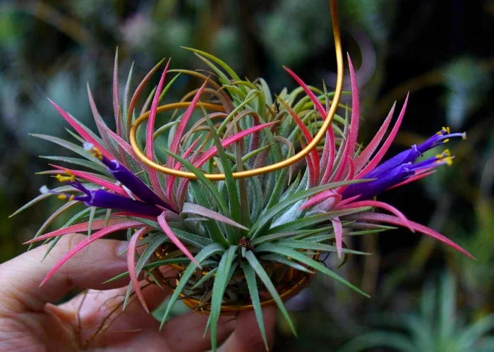 plante verte sans terre couleur violette